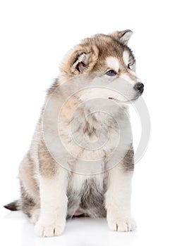 Portrait alaskan malamute puppy. isolated on white background