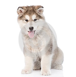 Portrait alaskan malamute puppy. isolated on white background