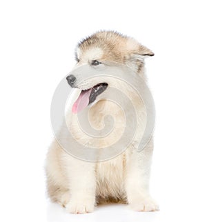 Portrait alaskan malamute puppy. isolated on white background