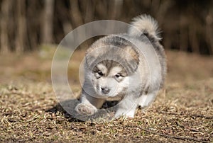 Portrait of Alaskan Malamute Puppy Walking on the Grass. Young Dog