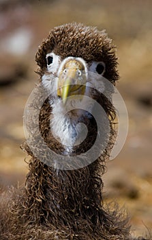 Portrait of an albatross chick. The Galapagos Islands. Birds. Ecuador.