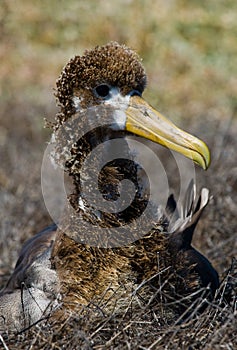 Portrait of an albatross chick. The Galapagos Islands. Birds. Ecuador.