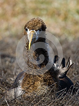 Portrait of an albatross chick. The Galapagos Islands. Birds. Ecuador.