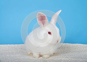 Portrait of an albino baby rabbit with blue background