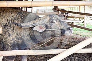 Portrait of albino buffalo in farm