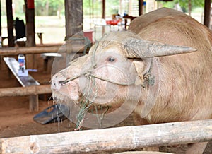 Portrait of albino buffalo