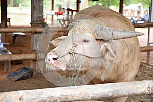 Portrait of albino buffalo