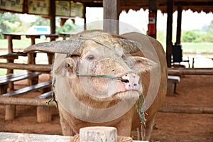 Portrait of albino buffalo in farm thailand