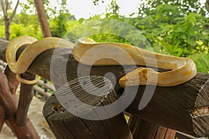 A portrait of an albino Burmese Python, Python bivittatus curling on a branch