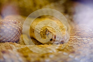 Portrait of albino diamondback rattlesnake (crotalus atrox)