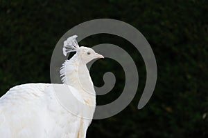 Albino Peacock in a dark background photo