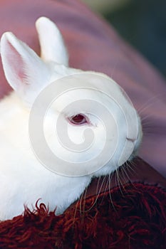 Portrait of albino rabbit