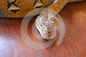 Portrait of a Albino reticulated python snake. Beautiful reptile. International Snake Day, July 16th. Concept of pet reptiles