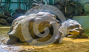 Portrait of a aldabra giant tortoise, land dwelling turtle, worlds largest specie, Vulnerable animal species