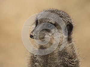 Portrait of an alert meerkat