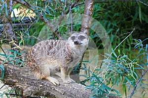 Portrait of alert meerkats looking and disappearing in all directions.