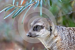 Portrait of alert meerkats looking and disappearing in all directions