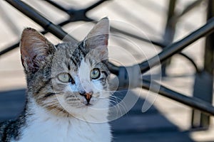 Portrait of alert tabby cat kitten