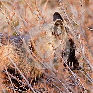 Portrait of alert watchful red fox, genus Vulpes