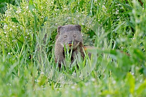 Portrait of an alert water mongoose, South Africa