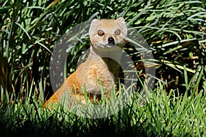 Portrait of an alert yellow mongoose, South Africa