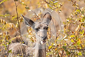 A portrait of an alerted greater kudu cow feeding