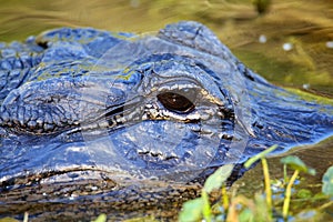 Portrait of Alligator floating in water