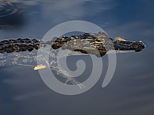 Portrait of an Alligator Floating in the Wetland Pond