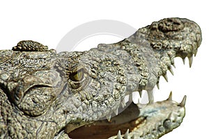 Portrait. Alligator mouth on white background