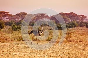 Portrait of alone female ostrich in grassland