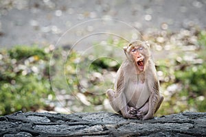 Portrait, alone Monkey or Macaca, its sleepy sits yawning on rock, eyes closed and your mouth wide open to reveal your teeth,