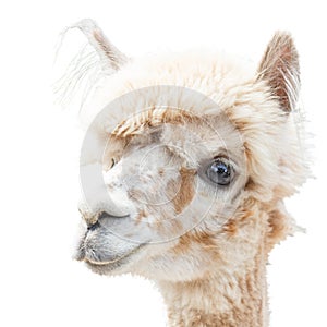 Portrait of an Alpaca lama isolated smiling on a white