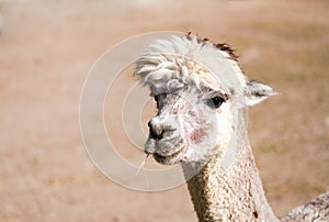 Portrait of an alpaca with a light colored fur