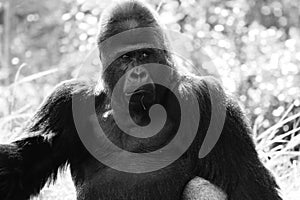 Portrait of alpha male gorilla