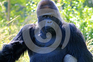 Portrait of alpha male gorilla