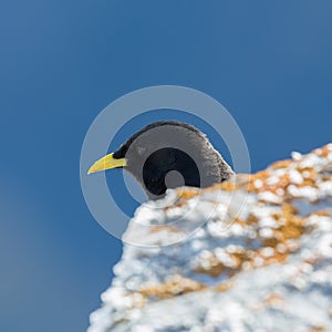 Portrait alpine chough bird pyrrhocorax graculus behind rock