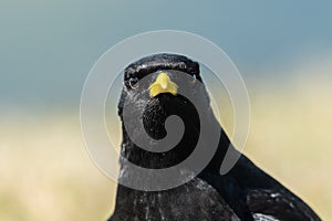 Portrait of an Alpine Chough on a sunny day