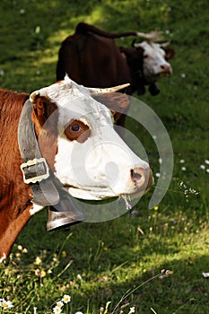 Portrait of alpine cow with bell