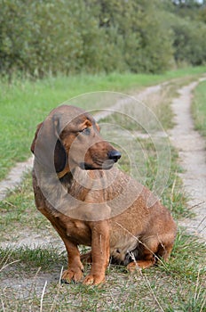 Portrait of an Alpine Dachsbracke