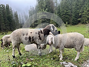 portrait of alpine goat or ship. flock of sheep grazing in meadow Alps near misty forest. animals with wet fur after rain. Foggy