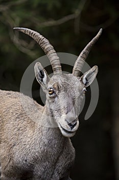 Portrait of an alpine ibex