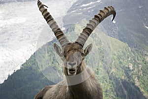 Portrait of an alpine ibex capra ibex.