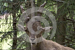 Portrait of an alpine ibex capra ibex.