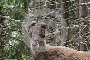 Portrait of an alpine ibex capra ibex