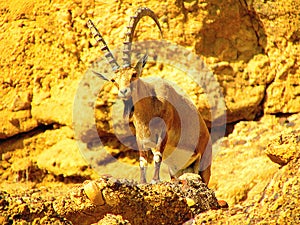 Portrait of an Alpine ibex in the mountains during the golden hour of sunset.