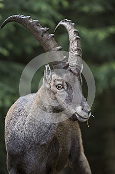 Portrait of an alpine ibex steinbock