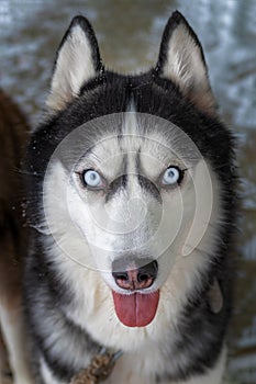 Portrait of Amazement Siberian Husky Dog opened mouth tongue out, front view.