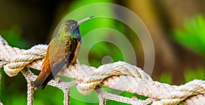 Portrait of an amazilia humming bird in closeup, popular and small tropical bird specie from America