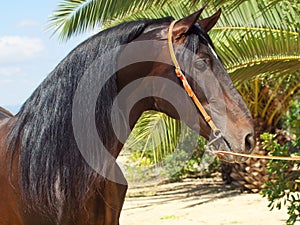 Portrait of amazing Andalusian bay stallion photo