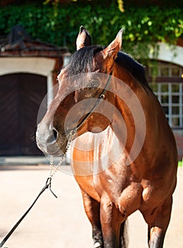 Portrait of amazing bay TRakehner  breed stallion posing against stable building. sunny evening